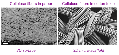 3D Scaffold